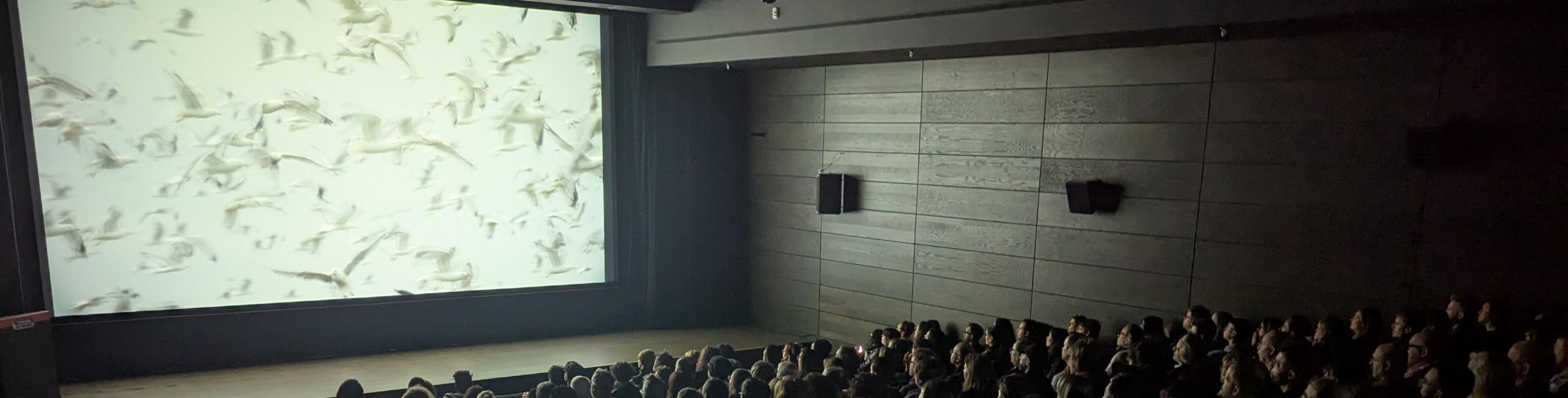 Official RIDM festival photograph displayed by the organizer