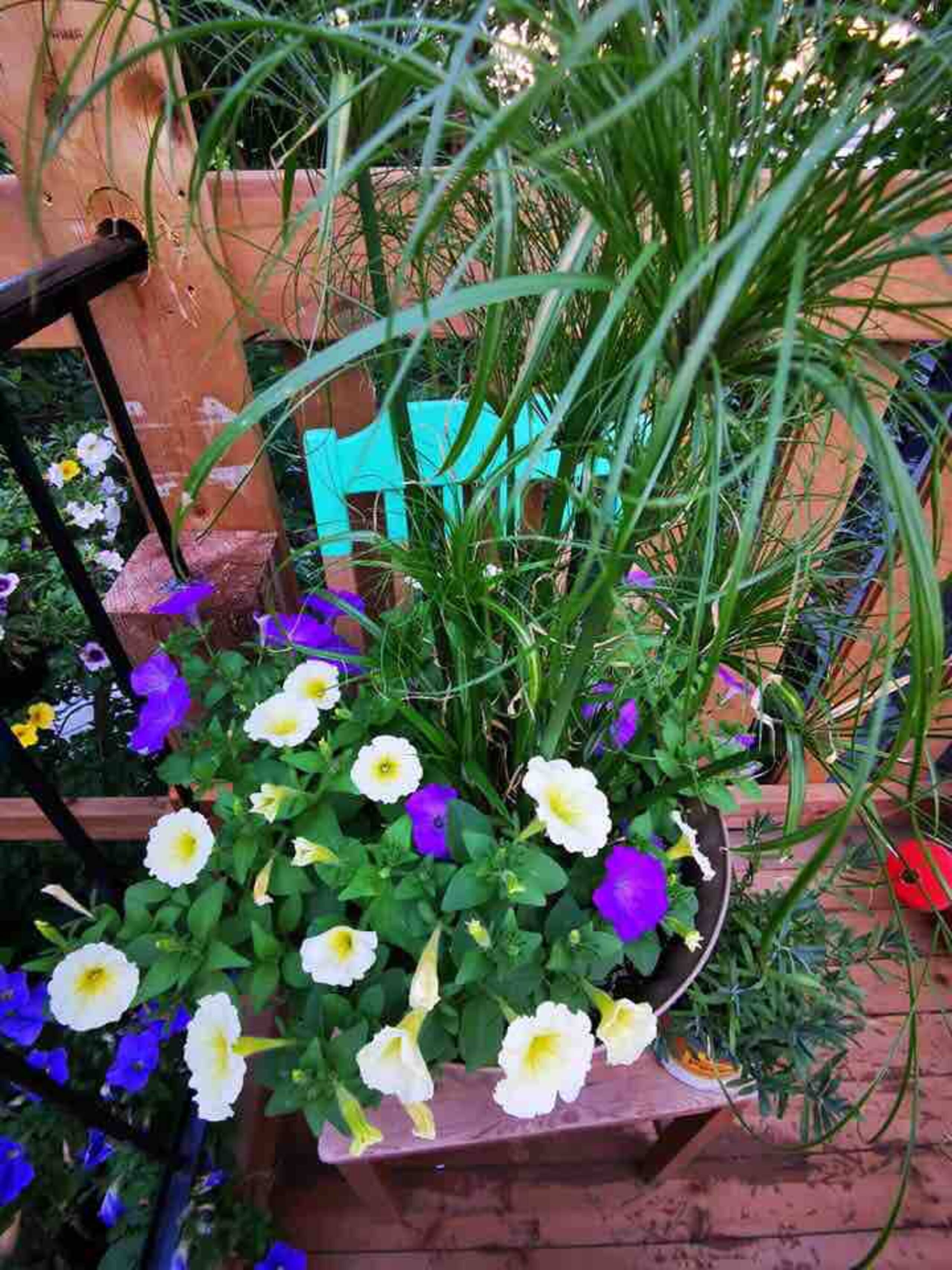 Lanterns, Here i come - Patio image 2