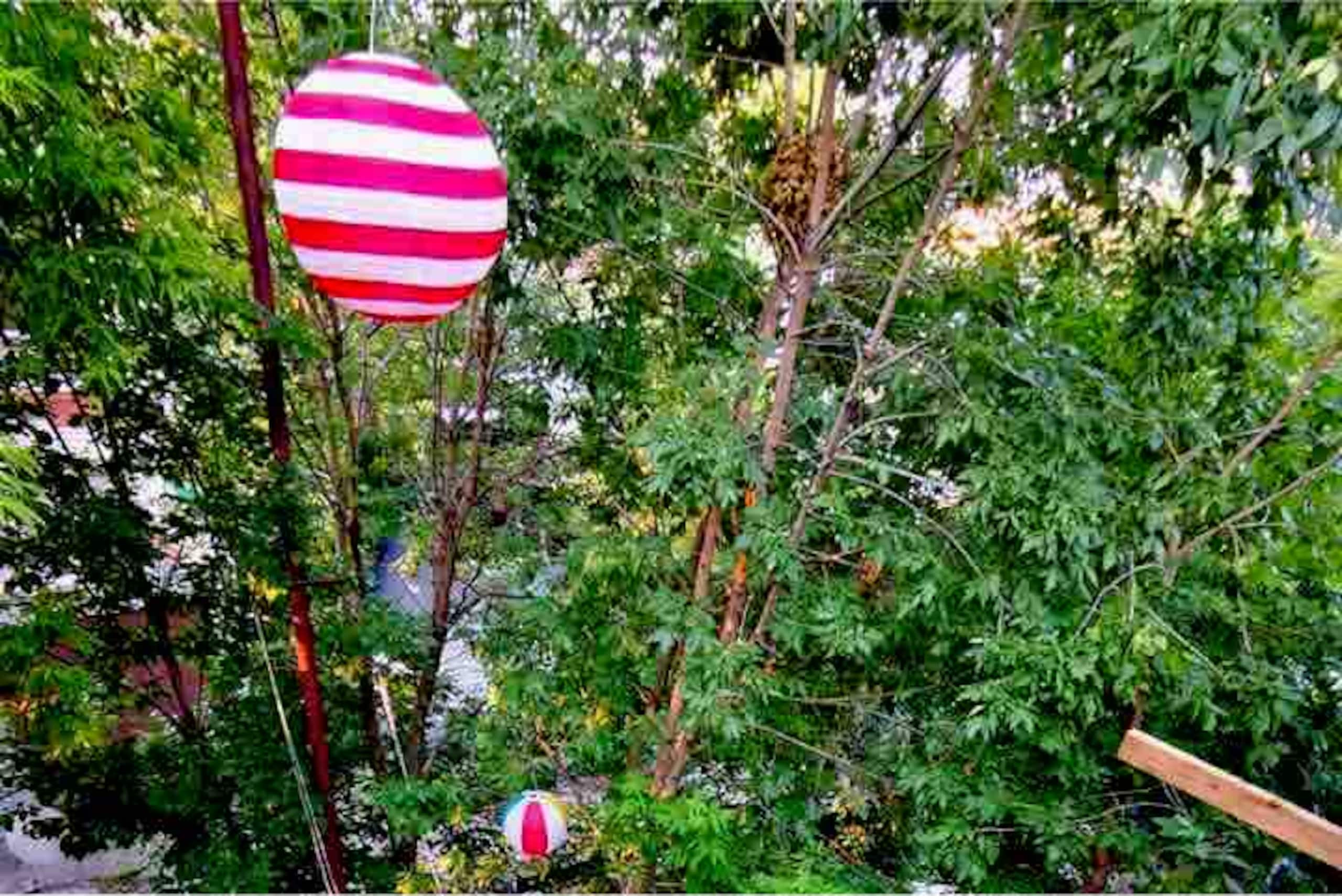 Montreal, Here i come! - Backyard image 1